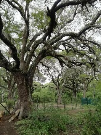 Lebombo Wattle Forrest - Photo5