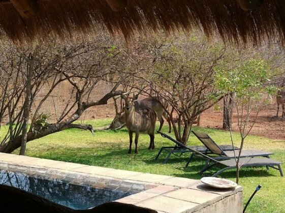 Call of the Wild Lodge - Photo2