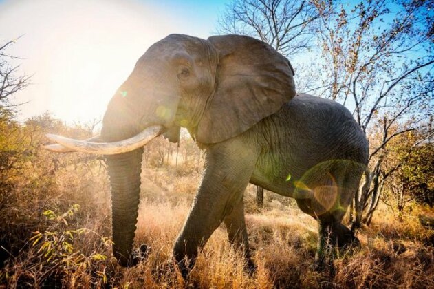 Toro River Lodges Big 5 Safari - Photo2