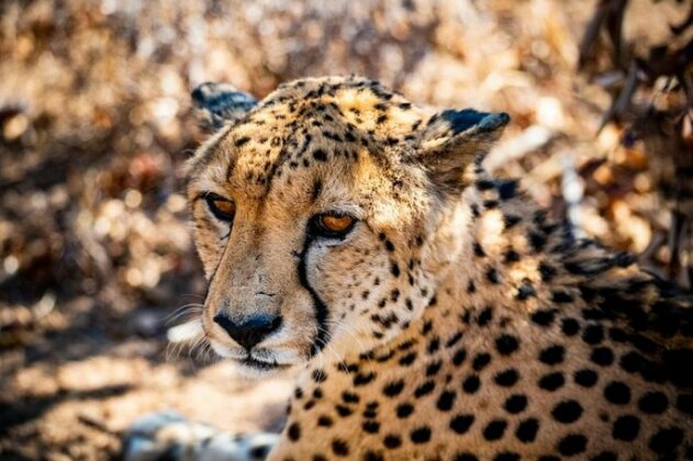 Toro River Lodges Big 5 Safari - Photo5