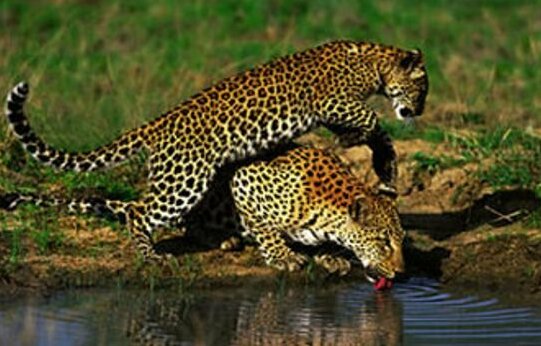 Londolozi Private Game Reserve - Photo4