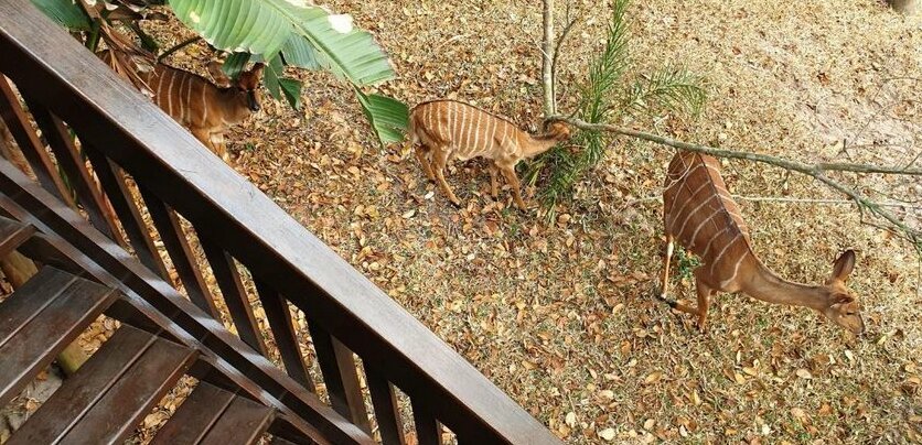 House 53 Sodwana Bay Lodge - Photo4