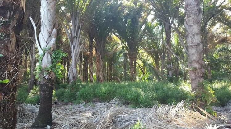 Chinderera Eco Lodge - Photo5