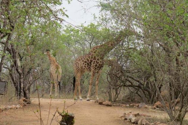 Crowe's Nest Marloth Park - Photo4