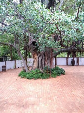 Bush Lovers Lodge - Photo3