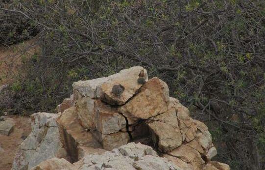 Adansonia Eco Lodge - Photo4