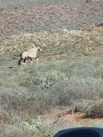 Kallabaskop lodge - Photo3