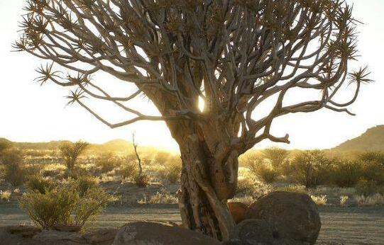 Tutwa Desert Lodge - Photo2
