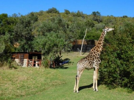 Giraffe View Safari Camp Plettenberg Bay - Photo2