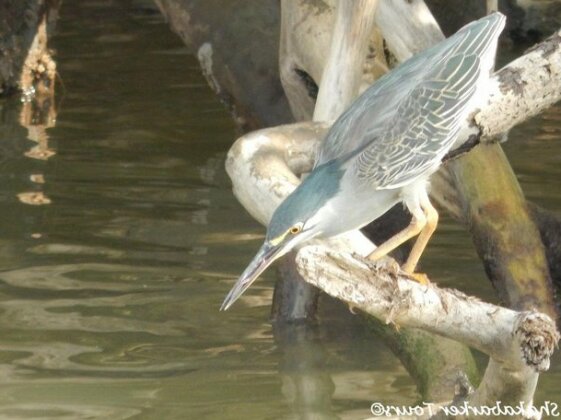 Hornbill House - Photo3