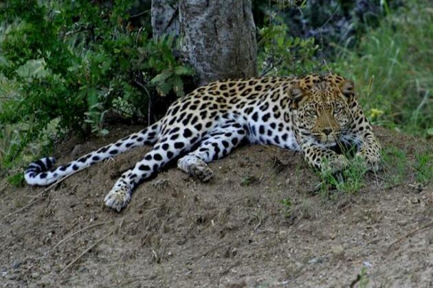 Pilanesberg Private Lodge - Photo5
