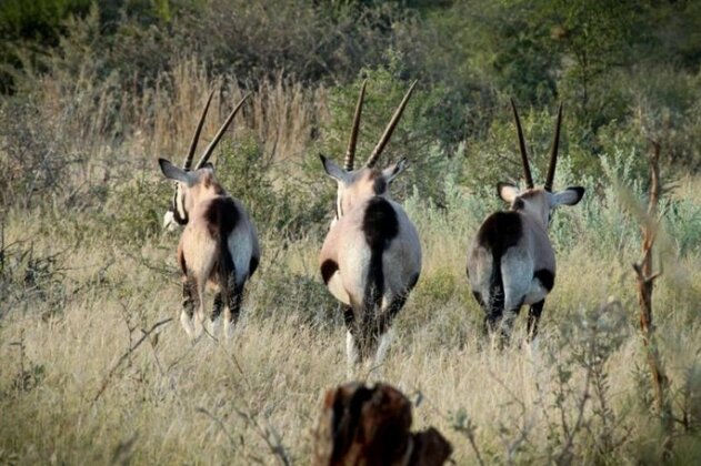 Bushveld Bungalows - Photo2