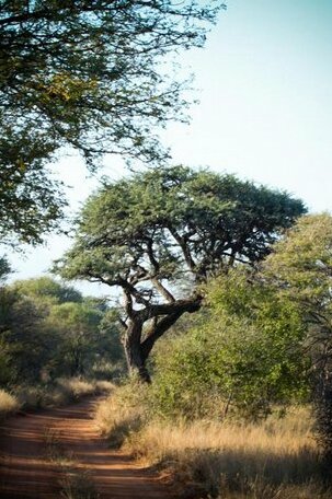 Bushveld Bungalows - Photo5