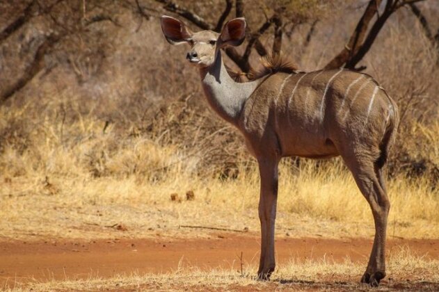 Koedoesvlei Game Lodge - Photo3