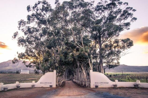Montpellier Wine Estate - Photo3