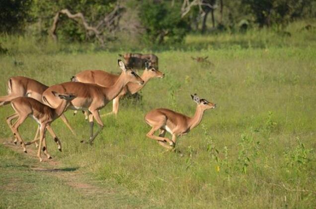 Zangarna Game Lodge - Photo5
