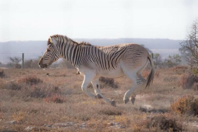 L'Ermitage Quagga Lodge - Photo2