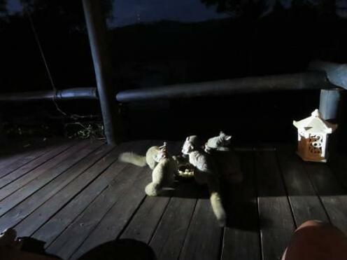 Bushbaby Suite - Photo2