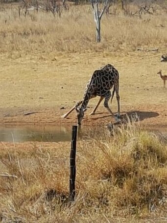 Rainbow Sikumi Tree Lodge Hotel - Photo3